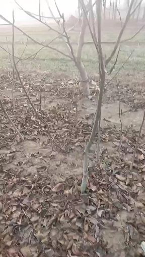 8518核桃苗