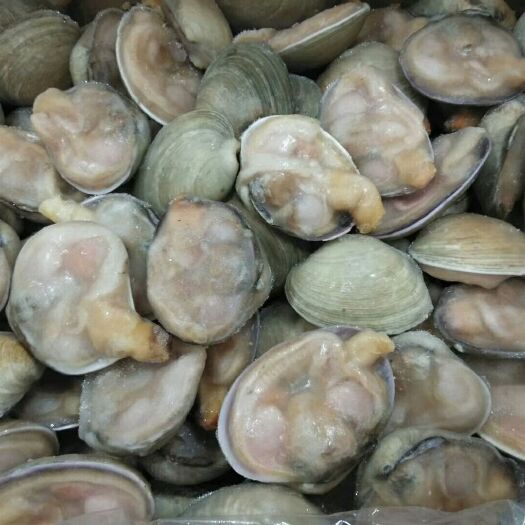 东港市 ，刀贝半壳，真鱿，刺贝半壳