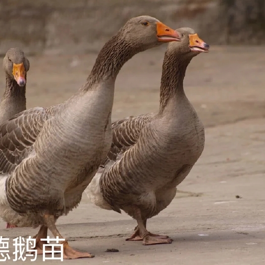 南宁 朗德鹅苗
