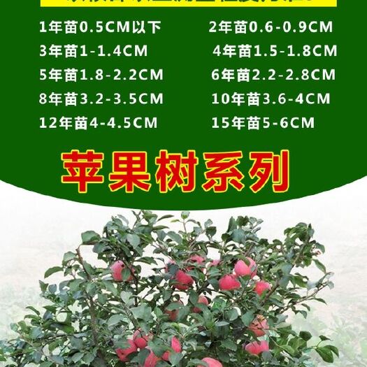 平邑县 各种苹果树苗