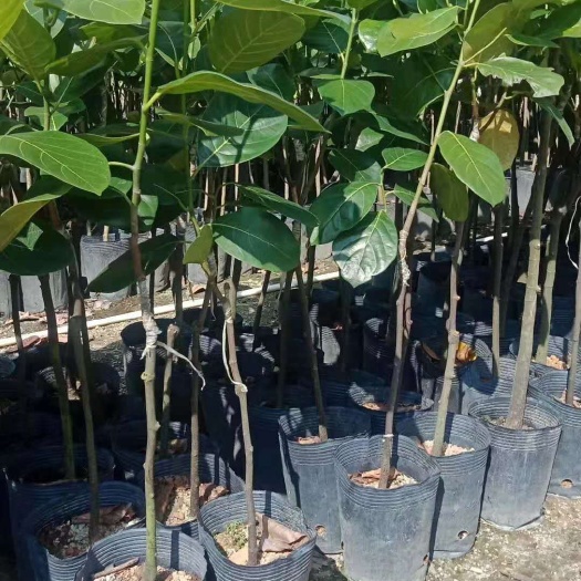 普宁市四季菠萝蜜苗 波萝蜜