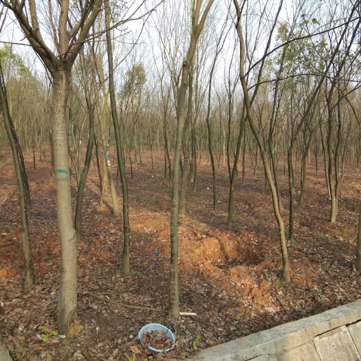 南京其它苗木 苗圃改造，处理大批苗木，白菜价格，忍痛亏本处理，机不可失。