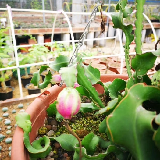 卷叶昙花 可结果实 属多肉植物 基地直销批发价 整箱销售