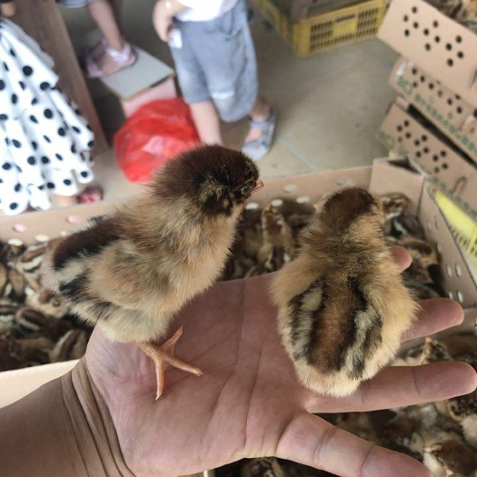 昆明 优质良凤花鸡苗，孵化场直发，全国发货