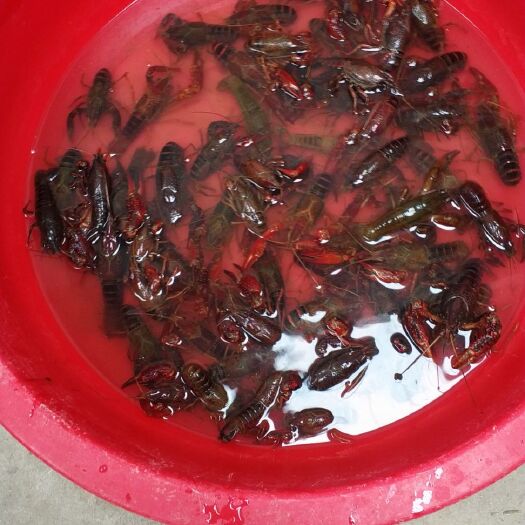 潜江市潜江小龙虾 正宗潜江龙虾农户塘口价直销，买贵包退
