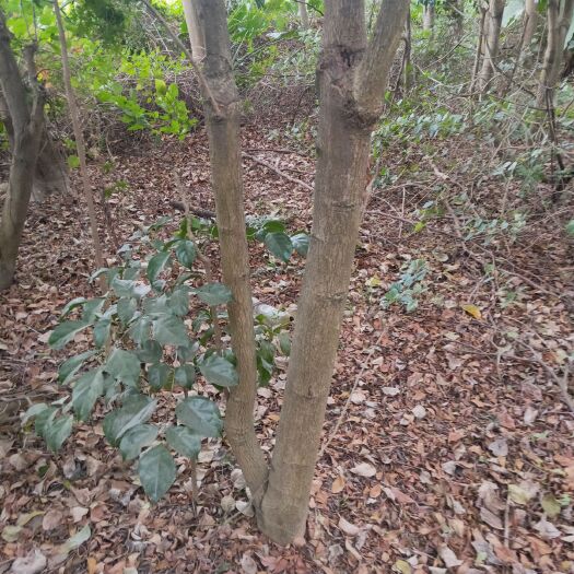 潮州重阳木 绿宝地苗10至12公分直径大量价50元欢迎来电打扰.
