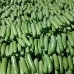 聊城 聊城沙镇万亩大棚蔬菜陆续上市，油绿西葫芦上货量大，今天大掉价