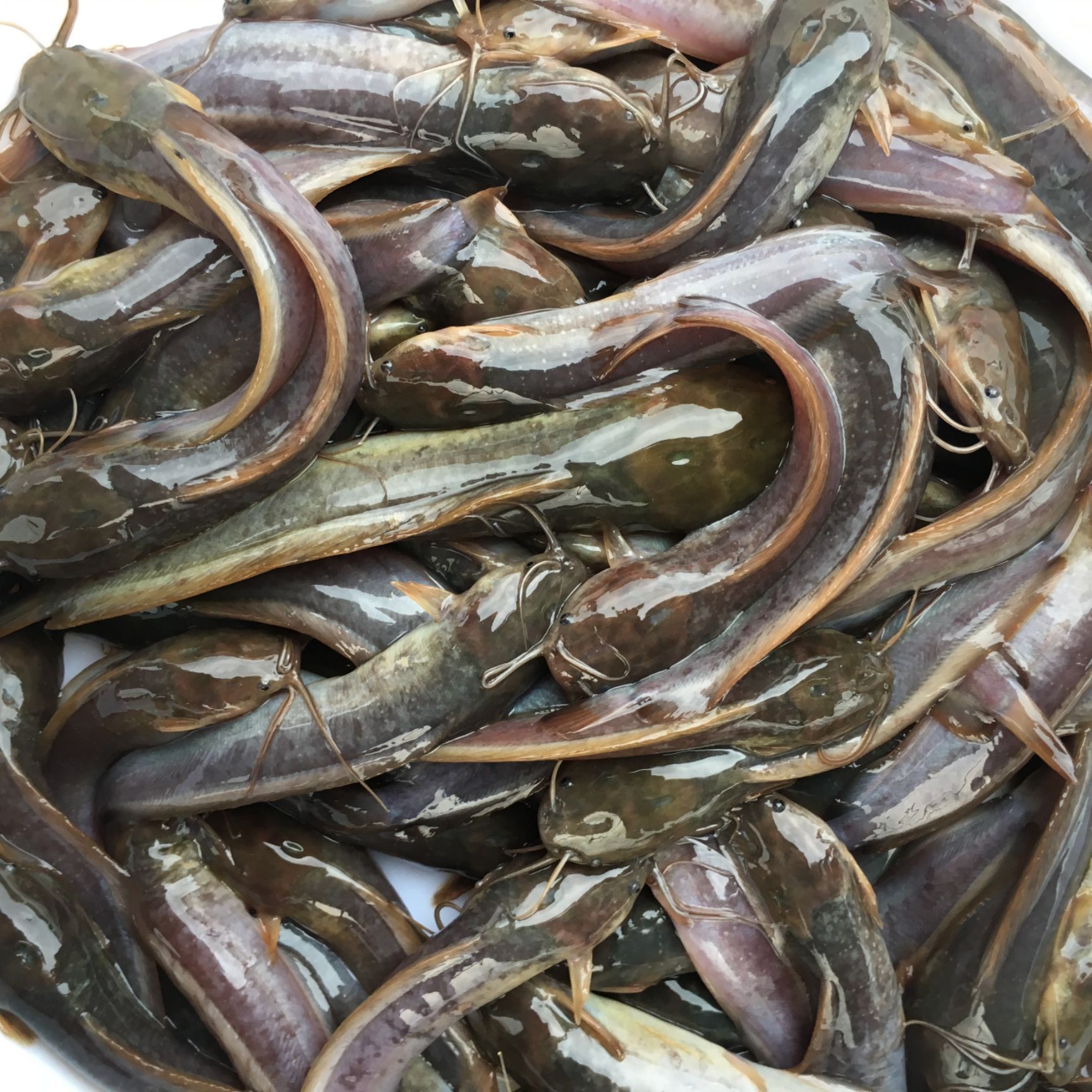 本地塘鲺 鱼苗  塘角 鲶鱼苗 滑鱼苗（5至7公分苗）
