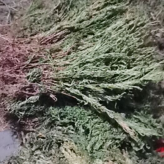 重庆市 石上柏 金花草