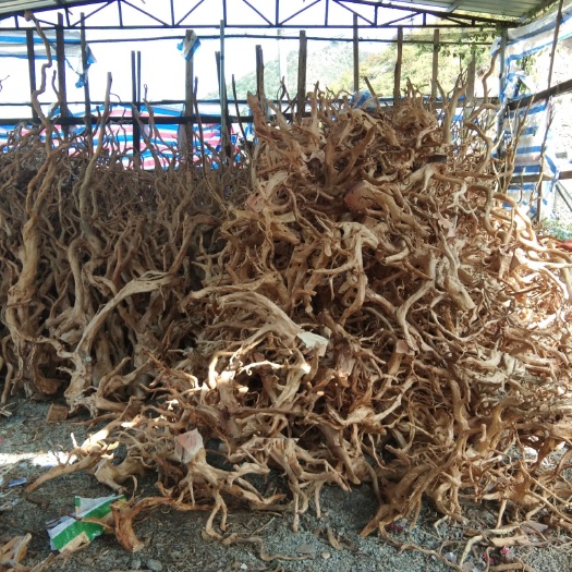 全南县云银杜鹃  工艺品