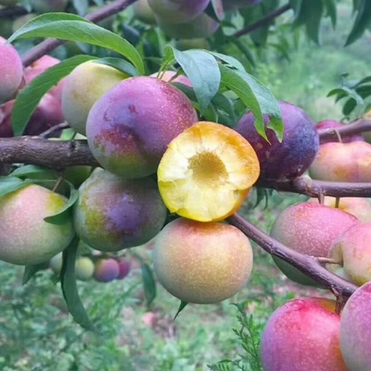 简阳市半边红李子苗。品种纯度保证。