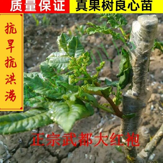 陇南 嫁接无棘花椒苗  无棘大红袍花椒  产地直销，现挖现卖