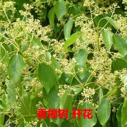 普宁市 香樟树苗