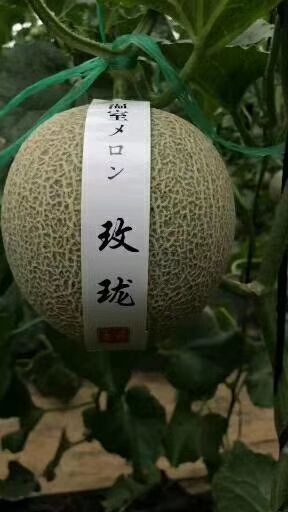 莘县 香瓜甜瓜。玫珑