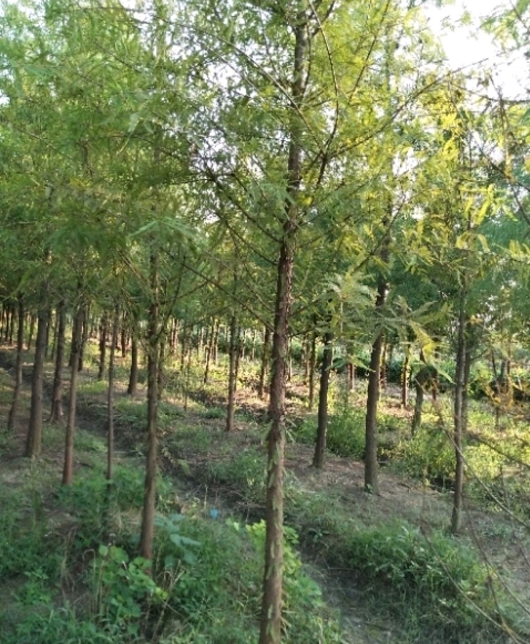  精品落羽杉    中山杉成活率高