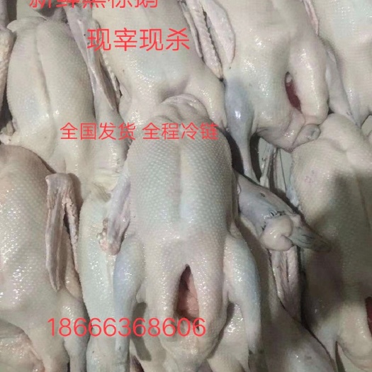 佛山乌鬃鹅  广东清远黑棕鹅
酒楼 烧腊加工厂 快餐店 长期合作 包邮