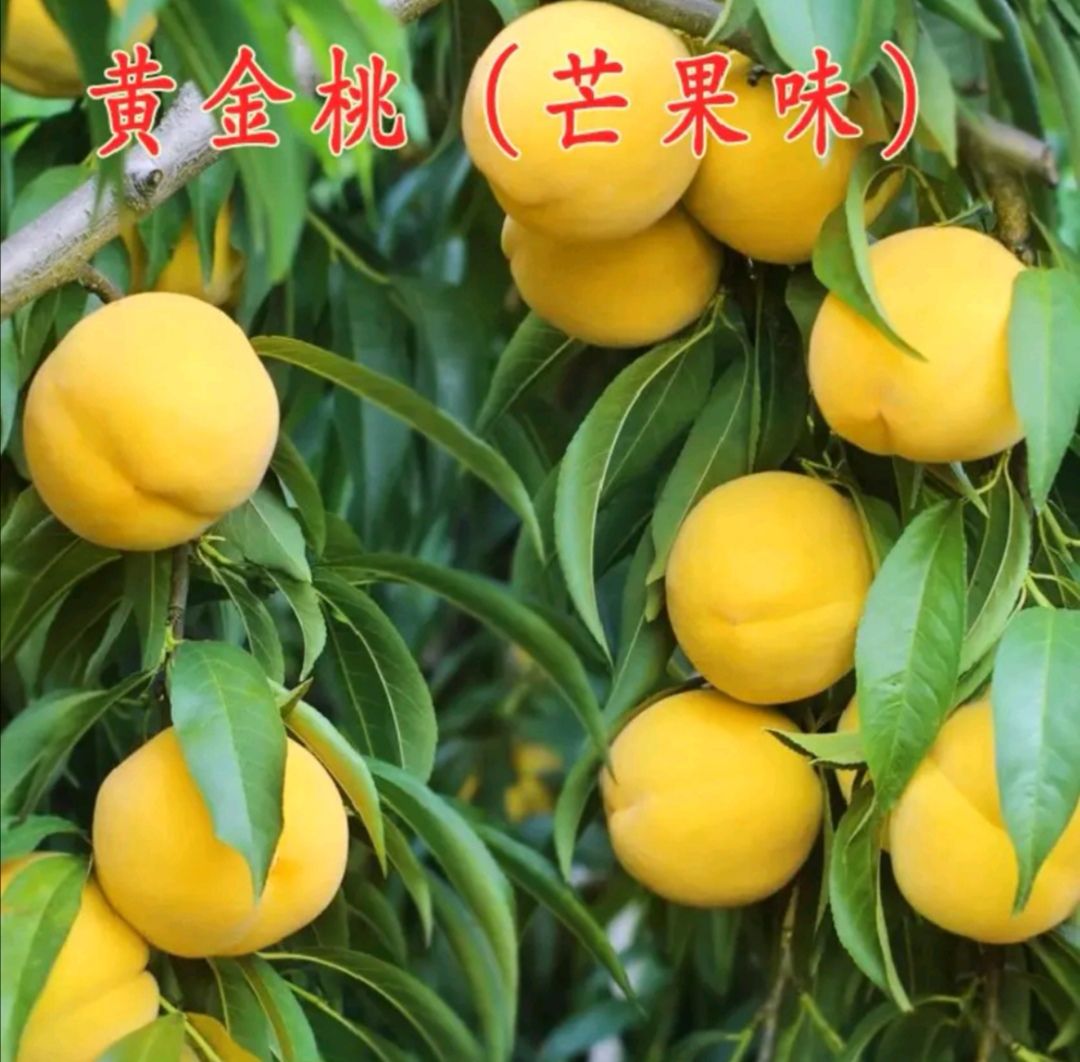 黄金桃苗  优质桃苗，果大丰产，自家种植苗木，现挖现卖，量大优惠
