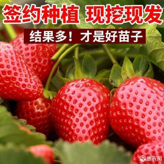 平邑县 草莓苗，四季草莓苗，红颜草莓苗，品种齐全每株结果30以上！