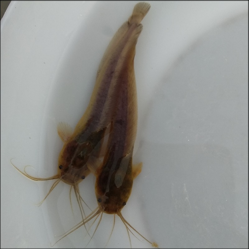 本地塘鲺 鱼苗  塘角 鲶鱼苗 滑鱼苗（5至7公分苗）