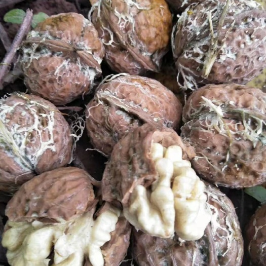 巍山县 自家果园里的天然山核桃