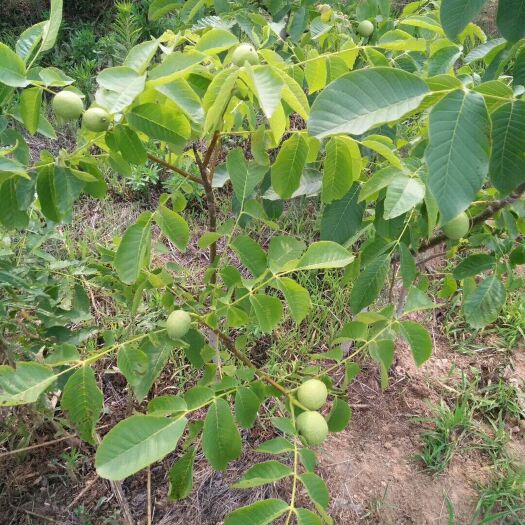 简阳市8518核桃苗，，薄壳核桃苗