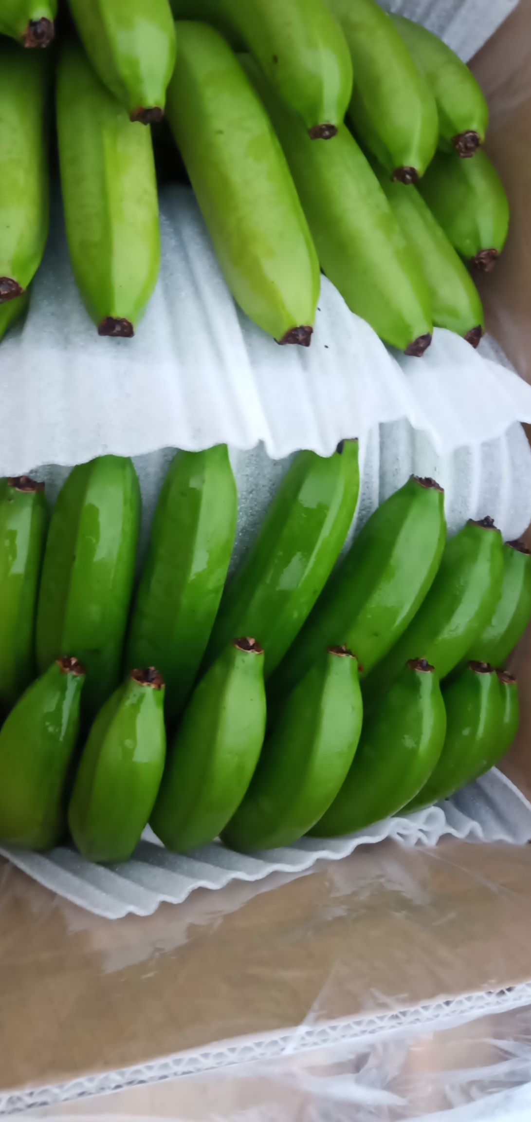 云南金平香蕉