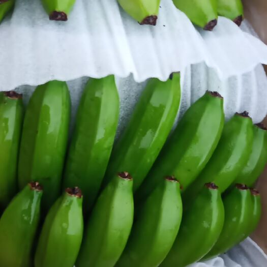  云南金平香蕉