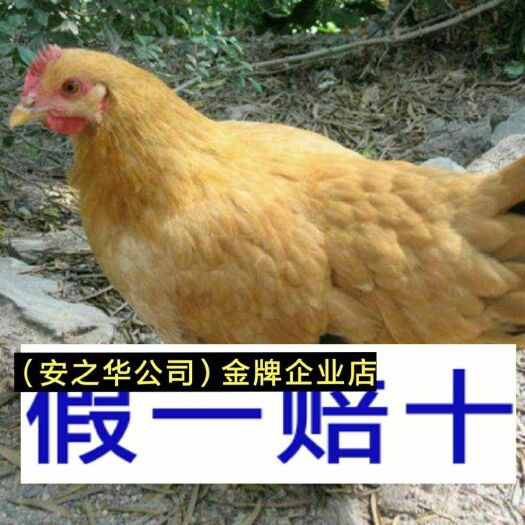 南宁三黄鸡苗  承诺:假一赔十
