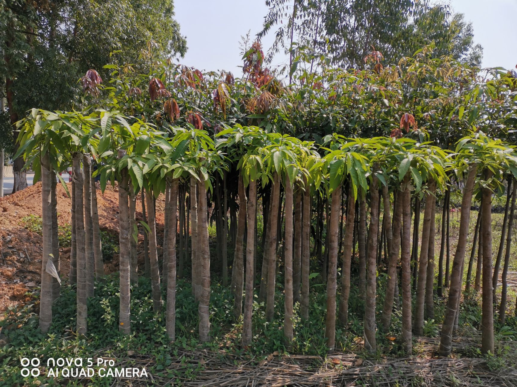  大量规格荔枝苗，芒果苗出售各种规格！征收利器