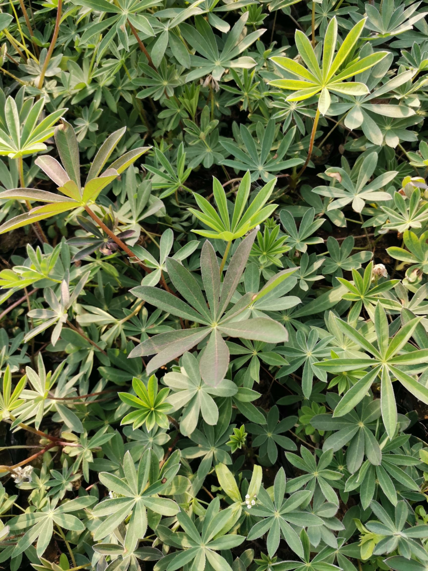 鲁冰花盆栽  羽扇豆 鲁冰花 草本植物