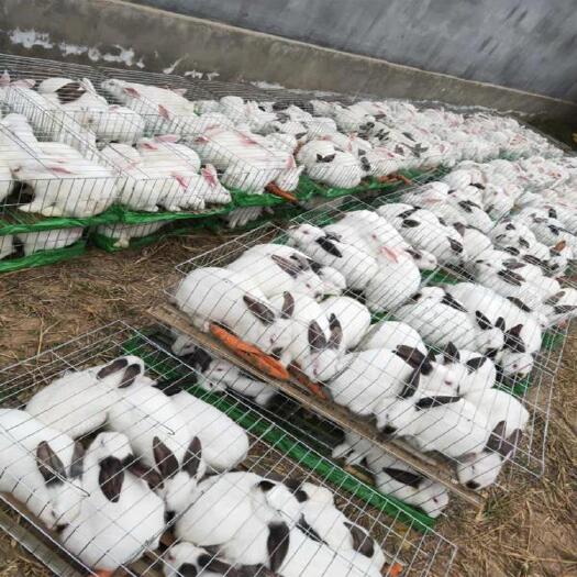 中江县 兔场直供，商品肉兔，鲜兔，价格美丽1玖玖4069⑥零柒衣