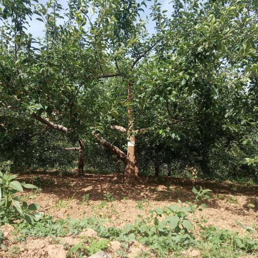 临城县苹果树苗 大量供应，苹果树，核桃树，法桐，国槐，杠柳