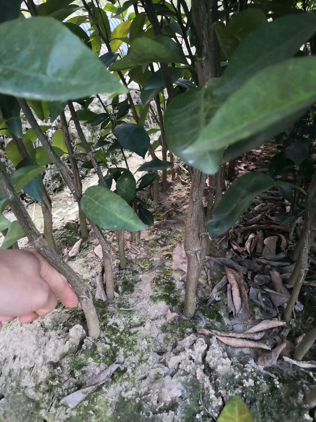 明日见柑橘苗品种保证假1赔千产量高个头有卖相世面得少包 成活