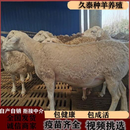 嘉祥县 澳洲白羊怀孕大母羊澳洲白羊种公羊波尔山羊纯种波尔山羊孕羊种