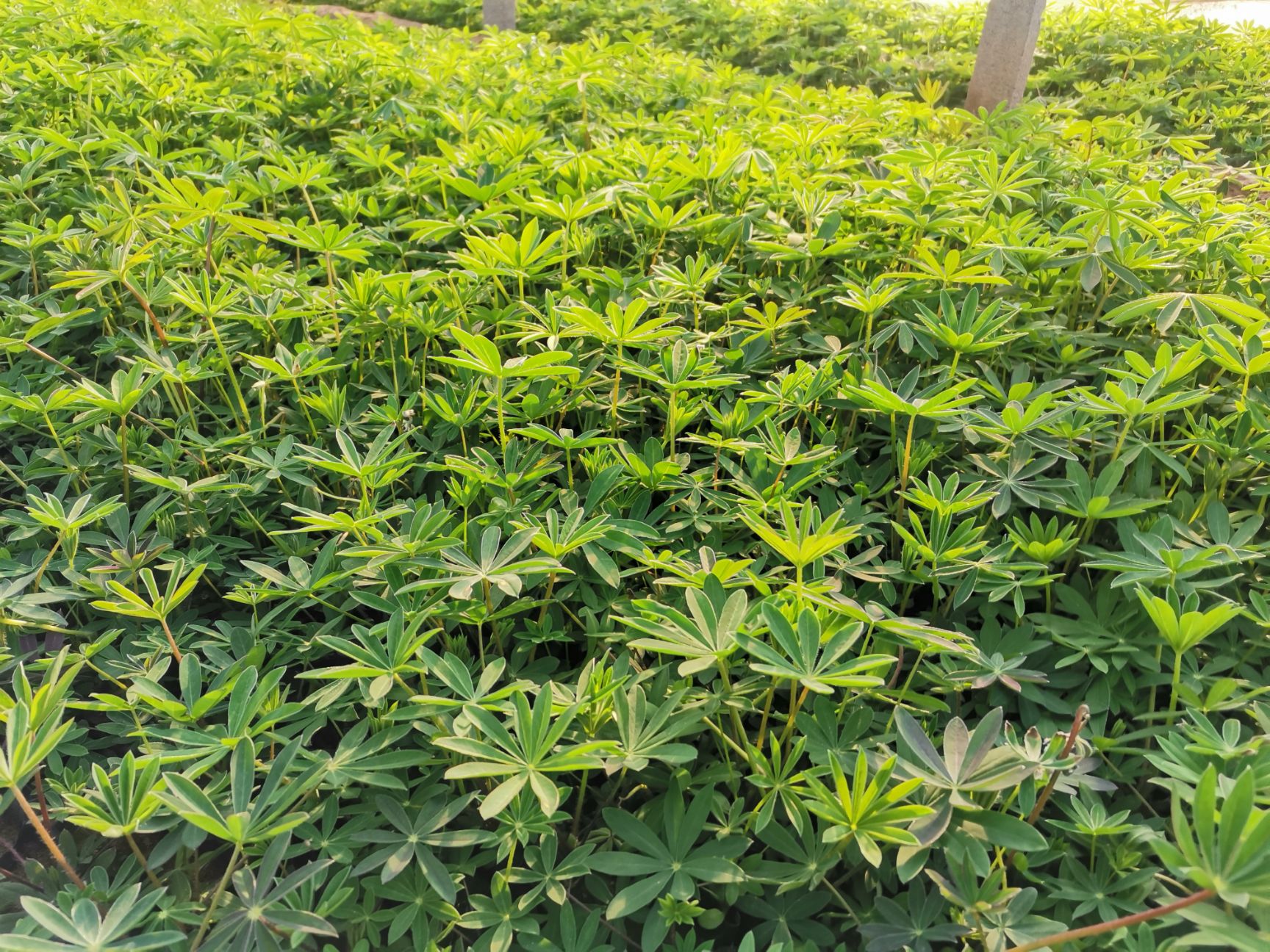 鲁冰花盆栽  羽扇豆 鲁冰花 草本植物