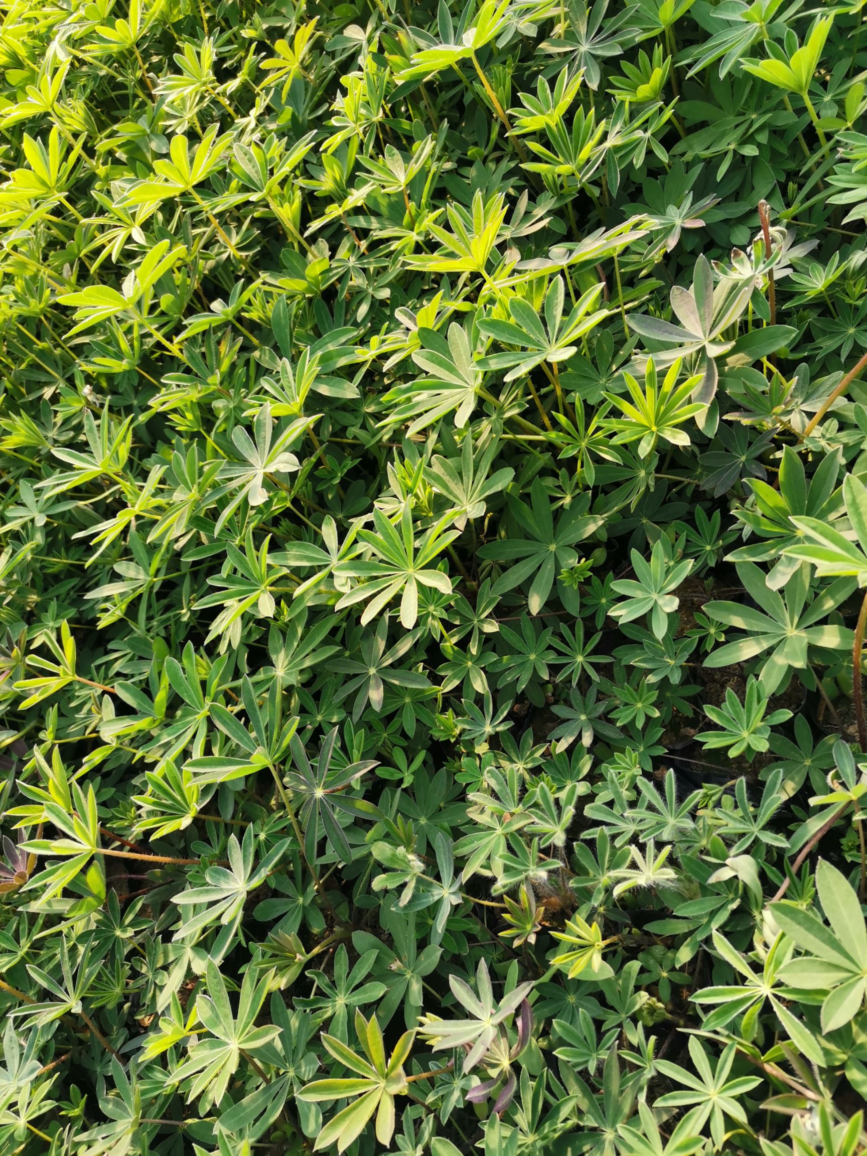 鲁冰花盆栽  羽扇豆 鲁冰花 草本植物