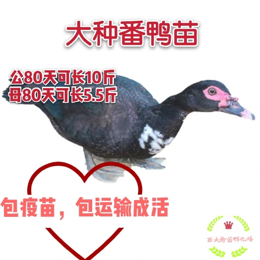 南宁番鸭苗，体型大，生长速度快，包运输成活