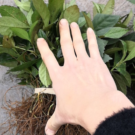 重庆市 草珊瑚苗