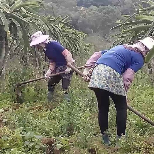 勐海县红心火龙果 生态 种植  口感一流  给您不一样的口感