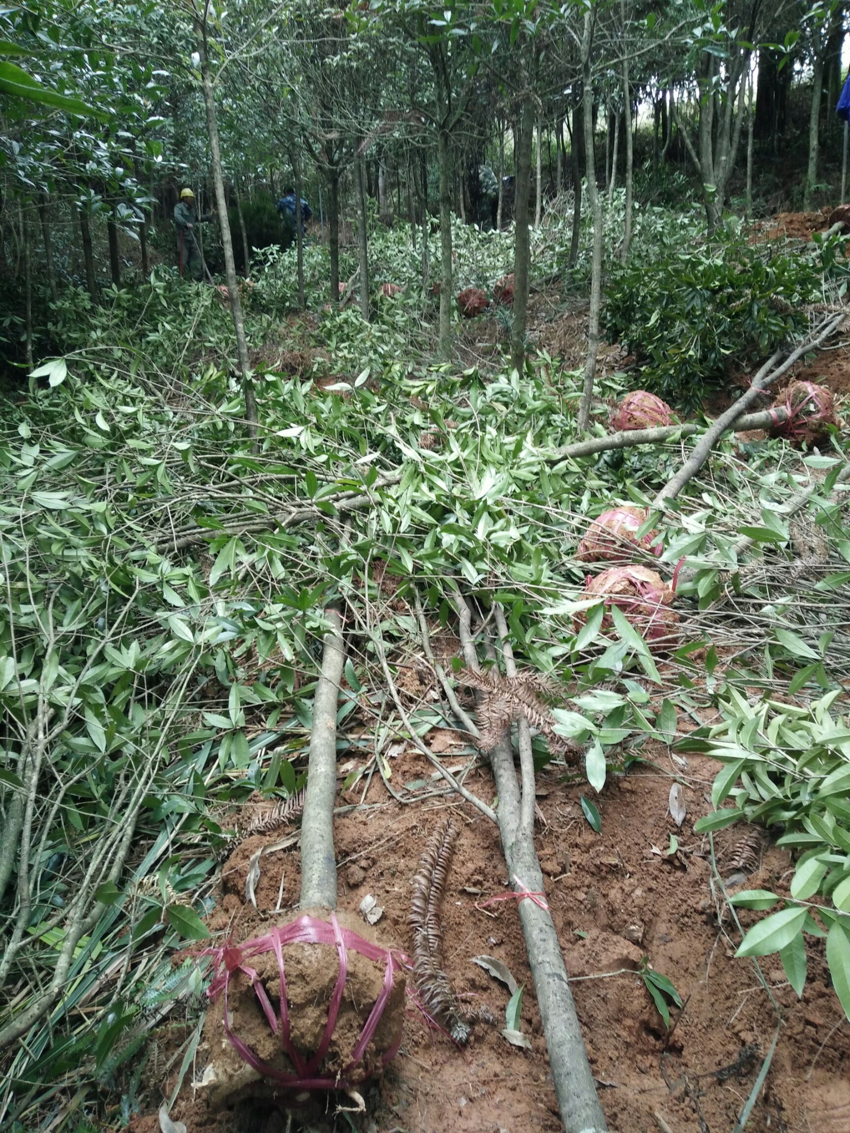  浦城丹桂地径6一7㎝大量出货价格优惠