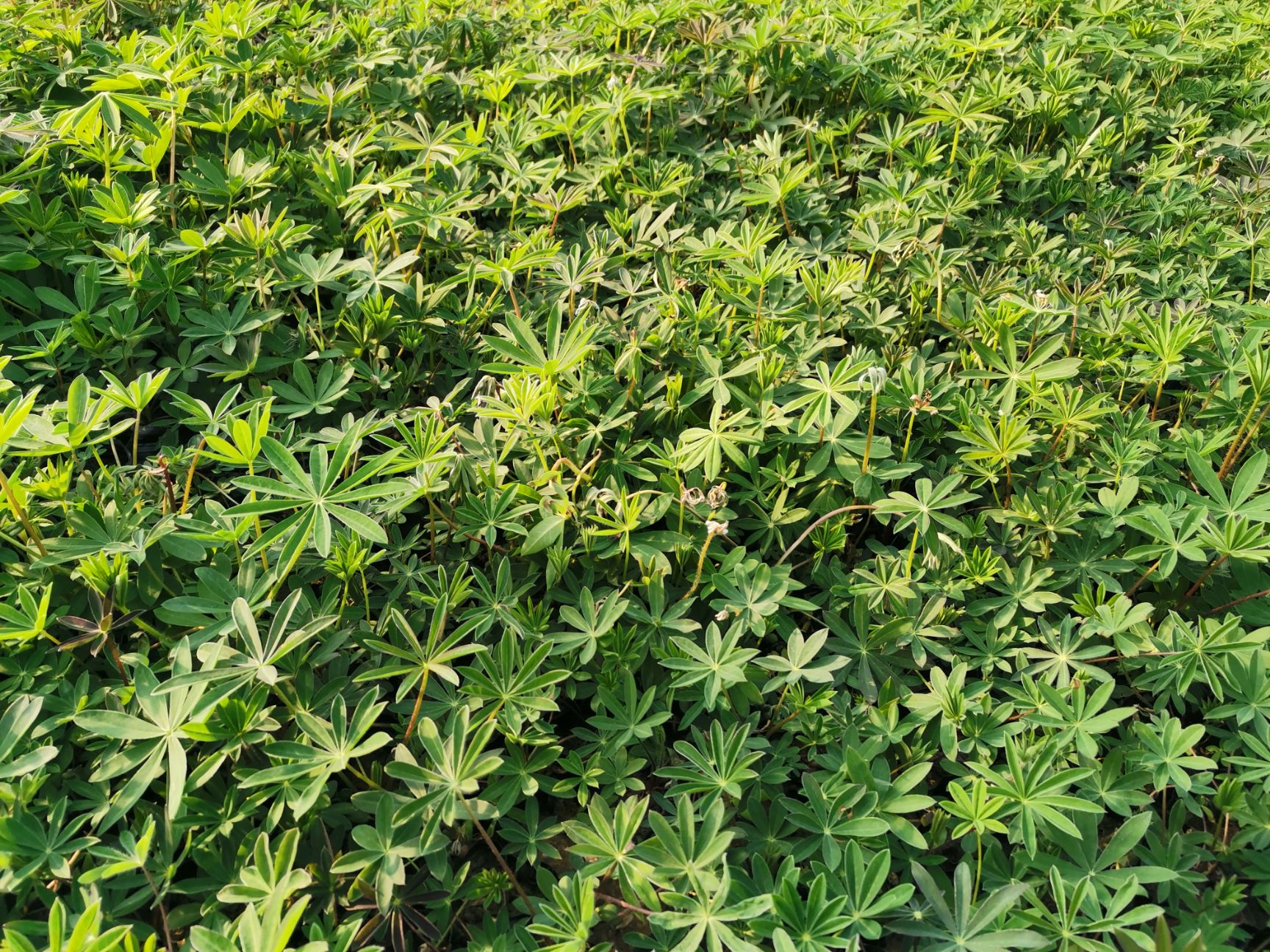 鲁冰花盆栽  羽扇豆 鲁冰花 草本植物
