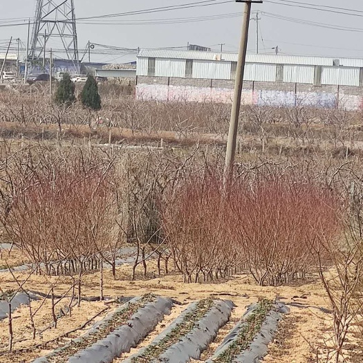 平邑县 桃树苗