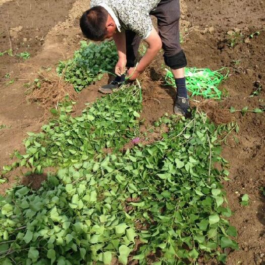 沭阳县 丁香 常年批发供应 价格优惠 基地大量销售