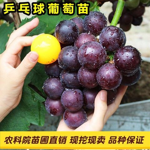 平邑县藤稔葡萄苗