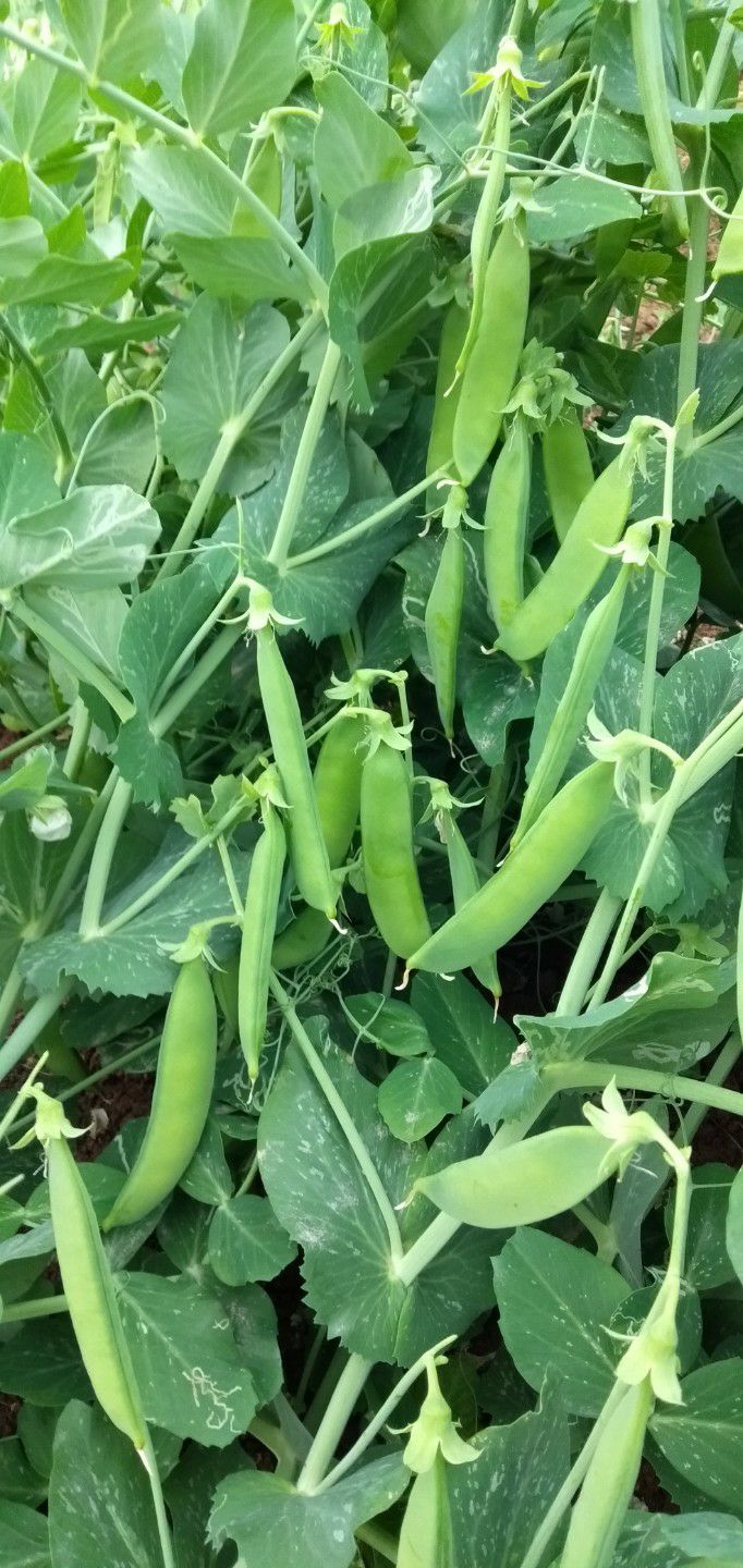 豌豆角 色泽亮,颗粒饱满货源充足