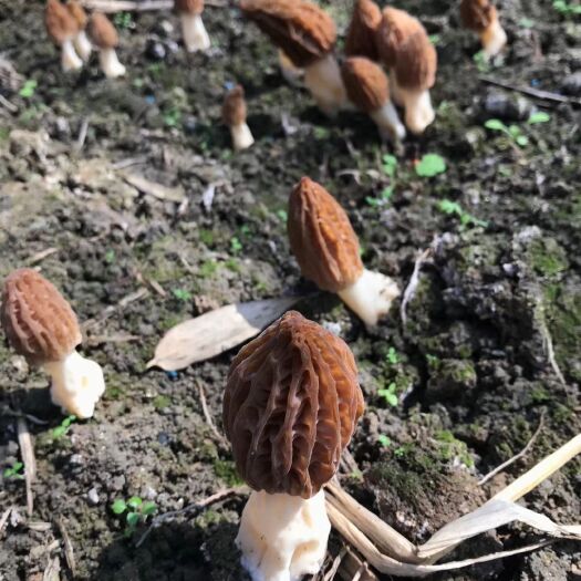庆元县羊肚菌 鲜茹110－120每斤