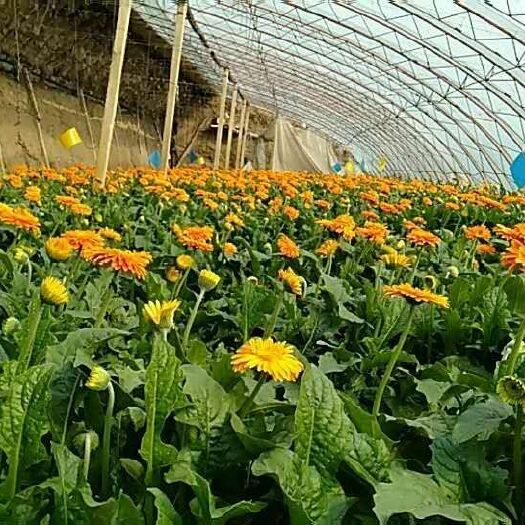 莒县 非洲菊。