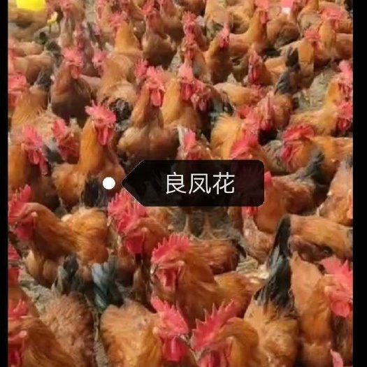 南宁 良凤花鸡苗 大种鸡苗