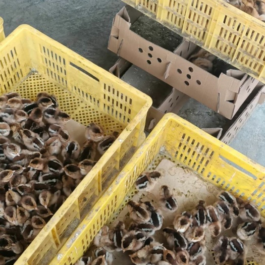 南宁铁脚麻鸡苗 铁脚麻鸡