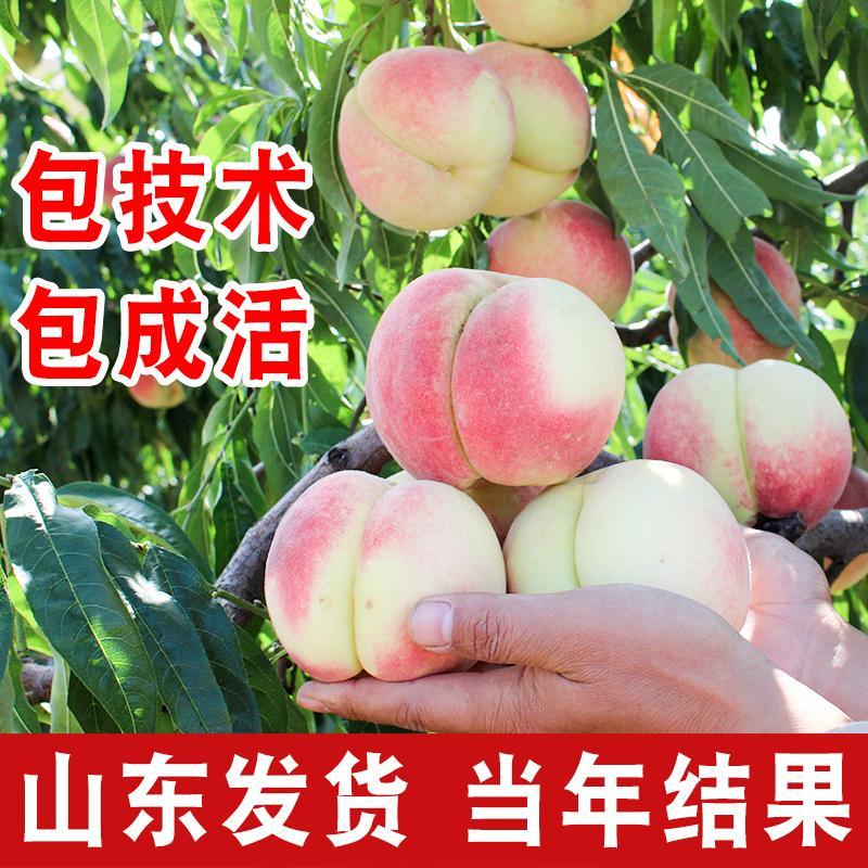 平邑县 桃树苗果树苗黄桃蟠桃油桃苗南方北方种植当年结果